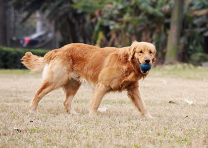 金毛幼犬一只多少钱，萨摩耶幼犬一只多少钱？