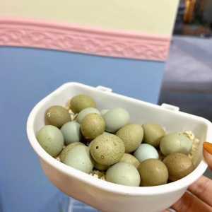 反斗宠物小鸡怎么玩