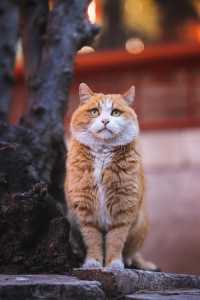 故宫猫帕帕在哪里