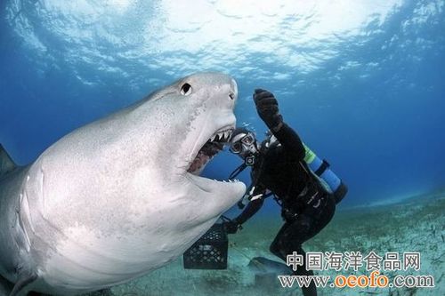 潜水员戴夫美食家文森特的挑衅任务怎么做