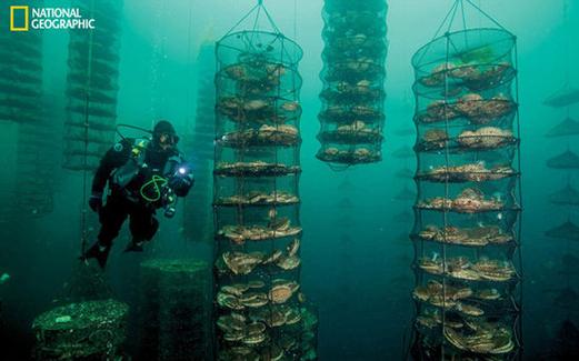 如龙8海洋生物博士答案是什么-海洋生物博士答案大全