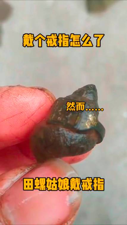 潜水员戴夫巨型羽翅鲎怎么抓-巨型羽翅鲎捕捉方法