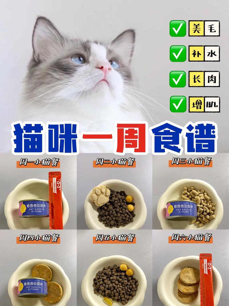 猫咪和汤魔法食谱有哪些-魔法食谱种类介绍