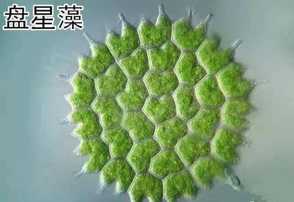 缺氧藻类箱有什么用-藻类箱用途介绍