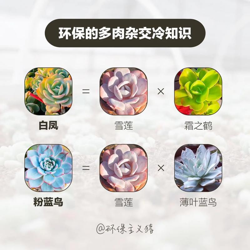 心动小镇植物杂交怎么做-植物杂交方法一览