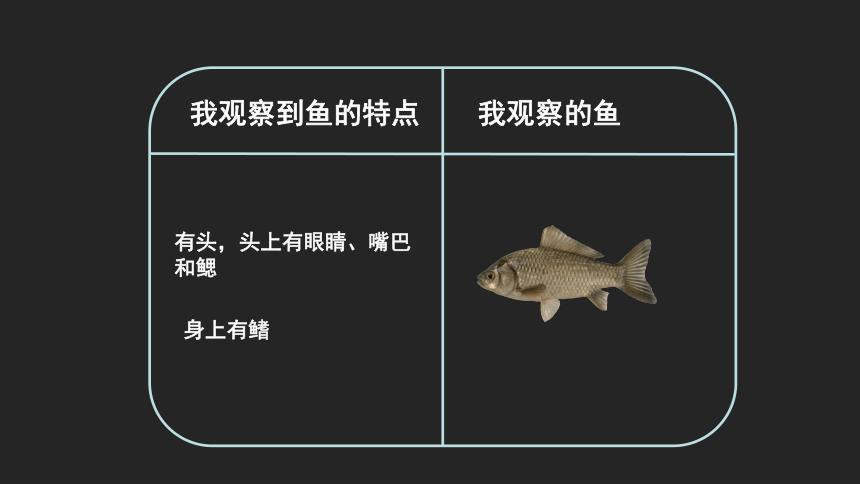 观察并预测鱼儿的行动