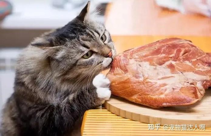 猫咪饮食管理