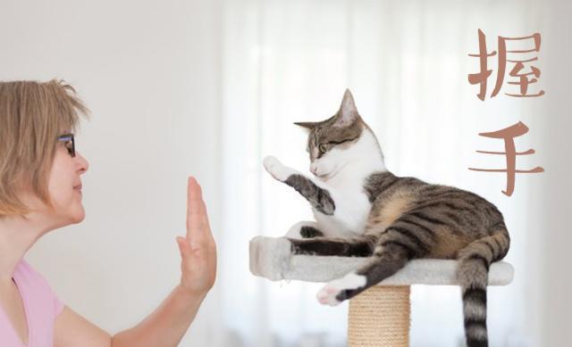 猫咪互动与训练