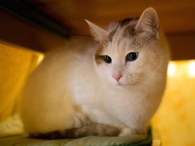 轻松养猫，零成本攻略！，《零成本轻松养猫攻略，让你成为养猫达人！》