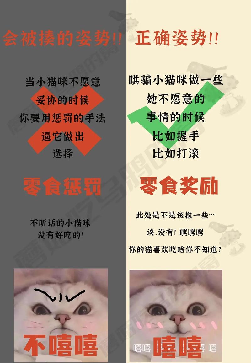 学习基本的养猫技巧