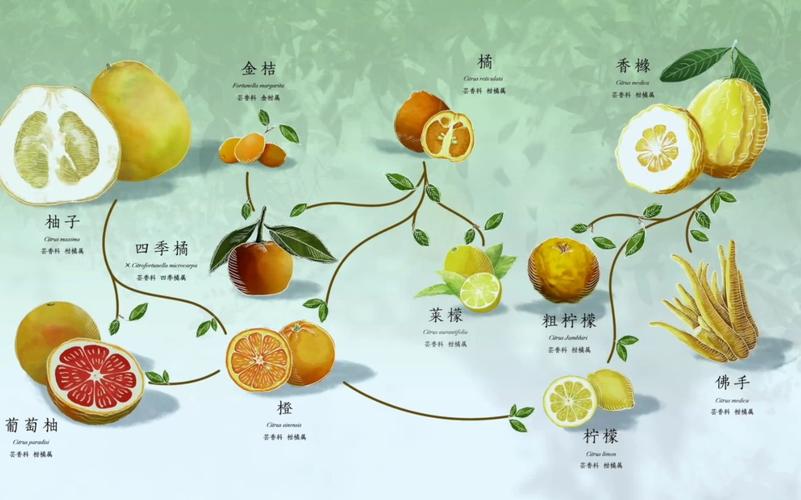 橘子,橙子,芦柑有什么区别?