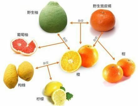 橙子、桔子、柚子、柑有什么区别?