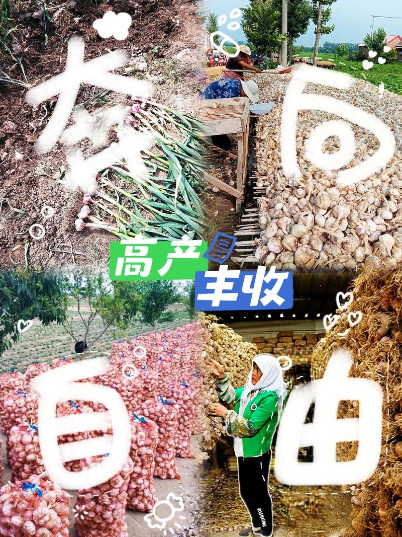 自制叶面肥经典配方
