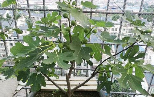 钻石树种植方法攻略，钻石植物树