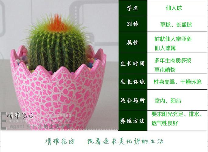 仙人掌怎么种植方法(详解仙人掌的繁殖和栽培)
