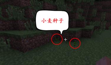 我的世界种小麦要什么要求