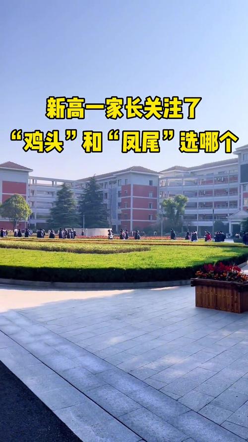 凤尾和鸡头,哪个更好?