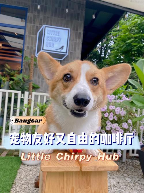 宠物友好场所连年递增,宠物友好到底是真香还是虚火呢?