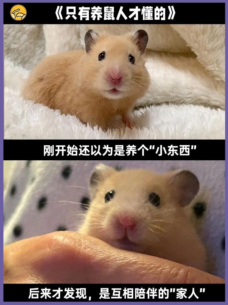 如何让仓鼠变得胖乎乎的,圆滚滚
