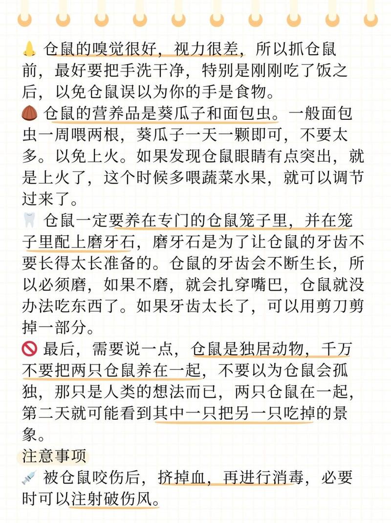 仓鼠的饲养方法