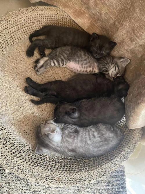 说说我在猫咪有约上的领养遭遇