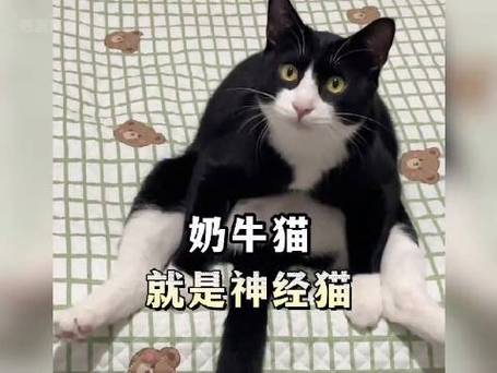 steam吧吧务是不是神经病