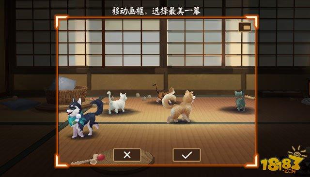 阴阳师流浪的小猫怎么玩庭院小动物玩法分析