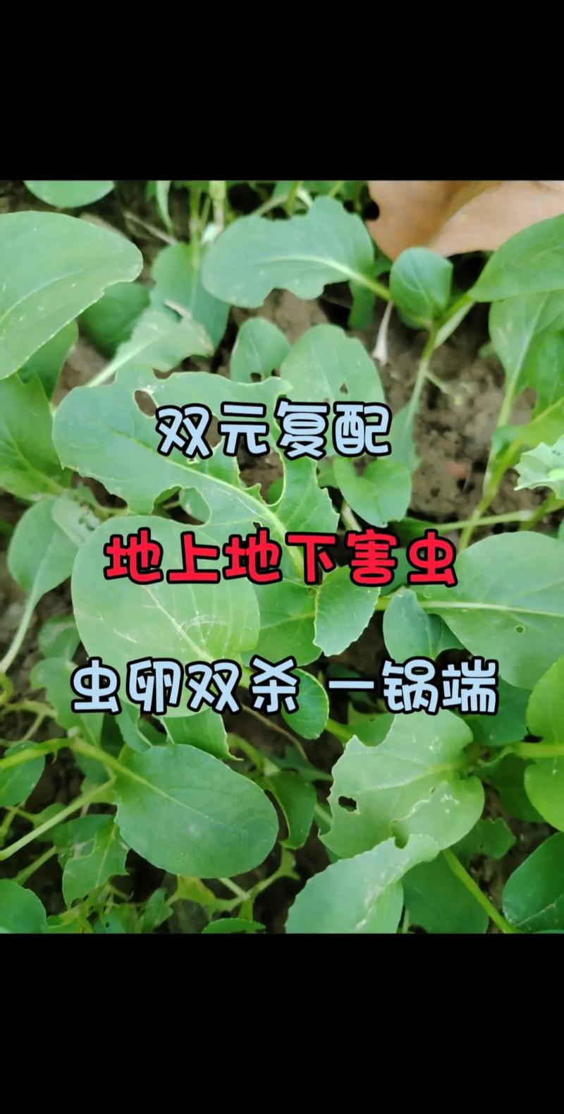 魔兽世界种菜怎样除病虫害