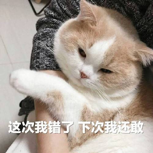 微信猫来了哪里可以下载？猫来了网页版登录？