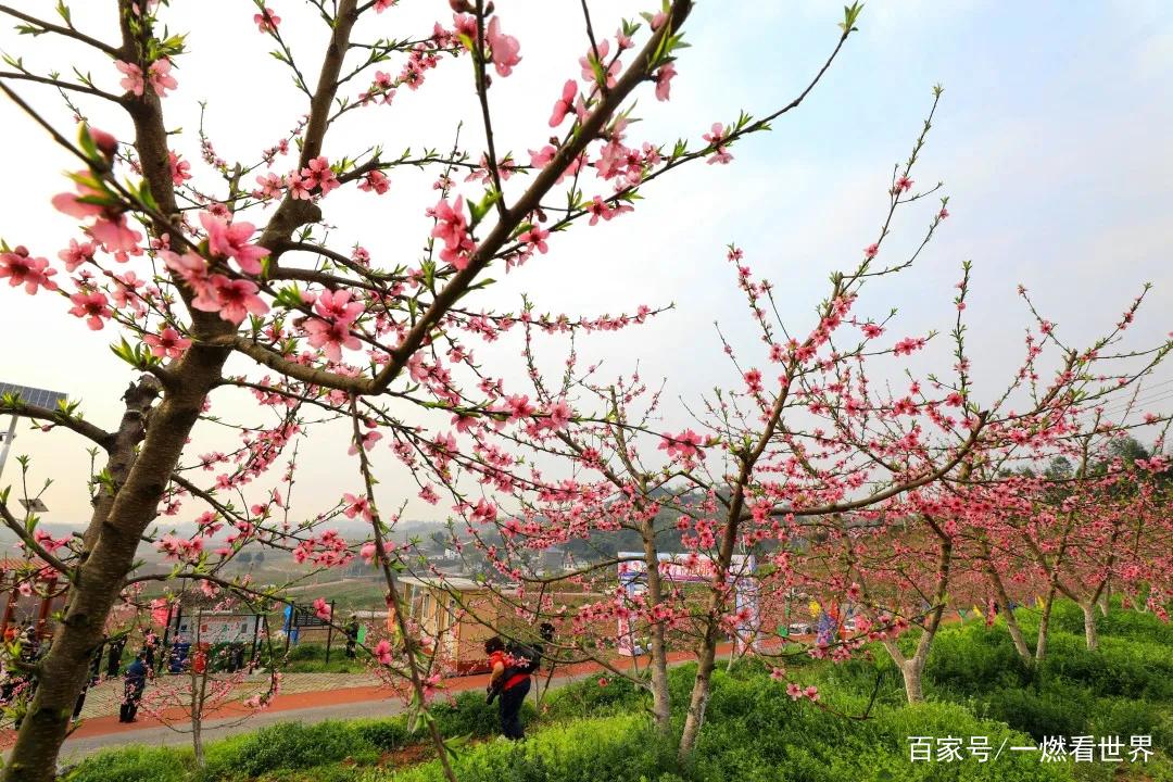 重庆渝北赏花有哪些地方