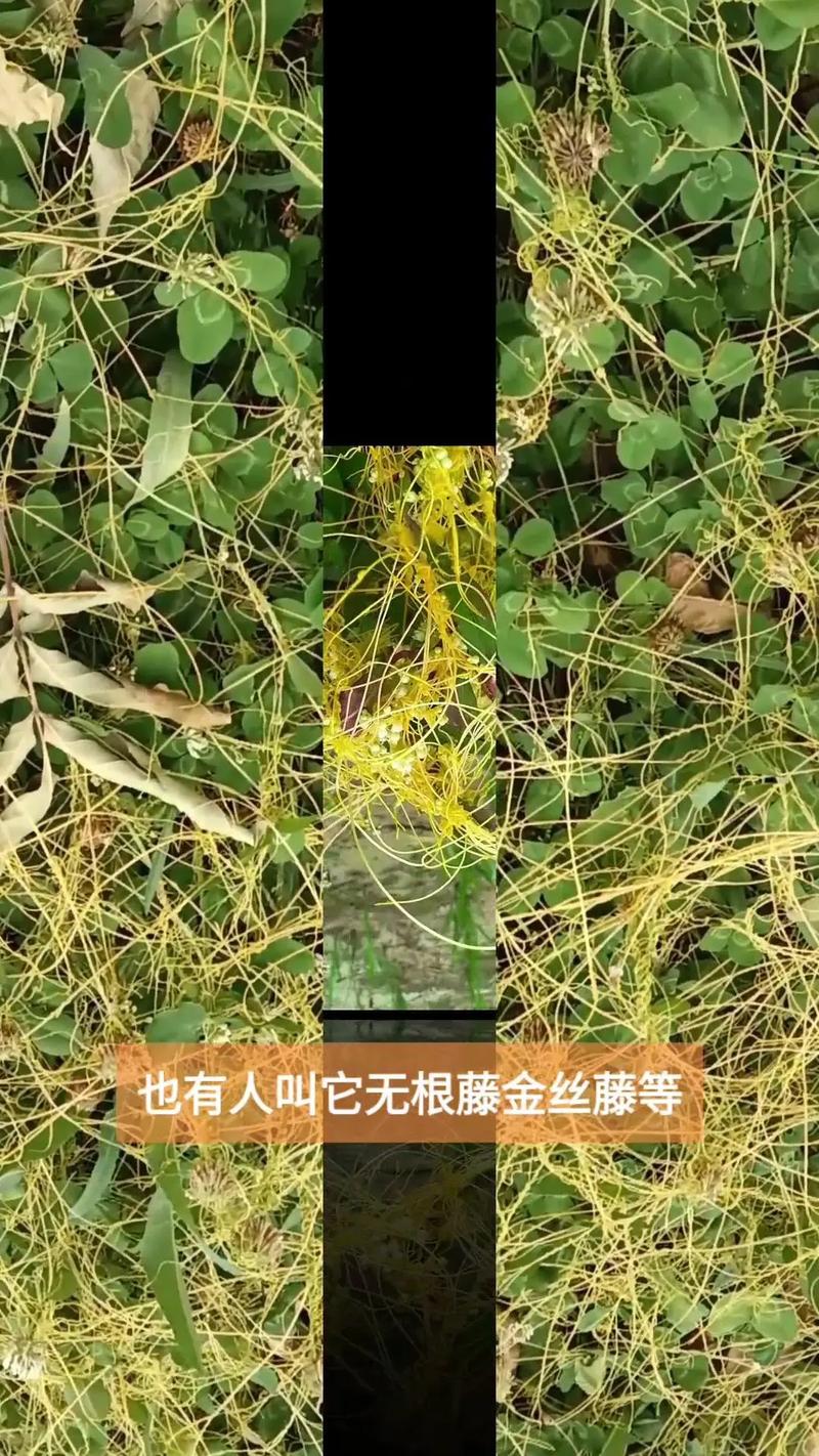 黄金藤蔓怎么获得