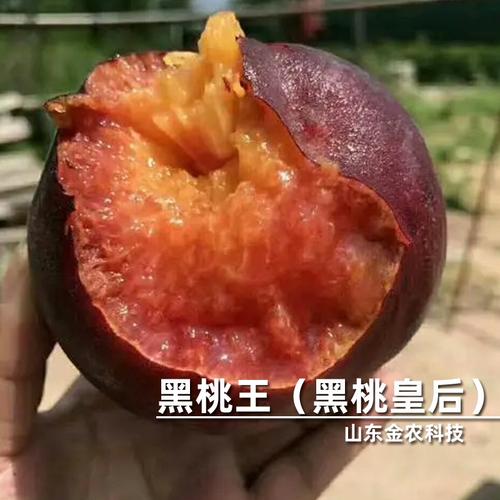 黑桃王的更多玩法
