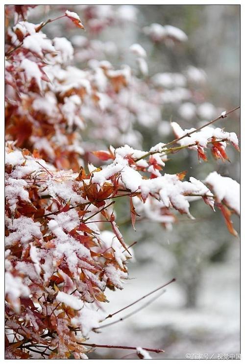 初雪寓意