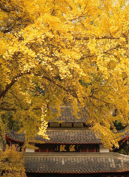 梦幻西游文殊院还能玩吗