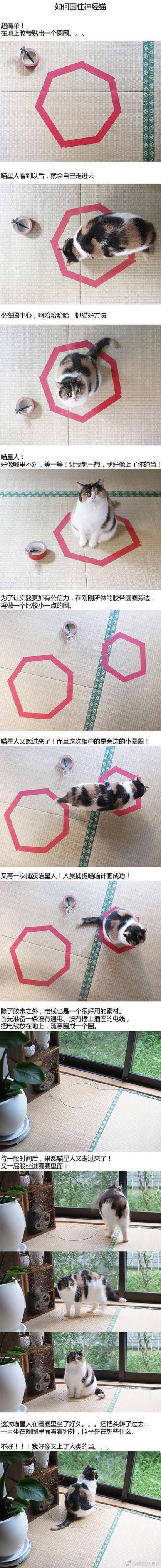 围住神经猫基友模式攻略技巧?怎么玩