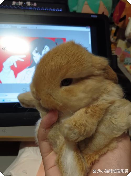 兔子一只多少钱?