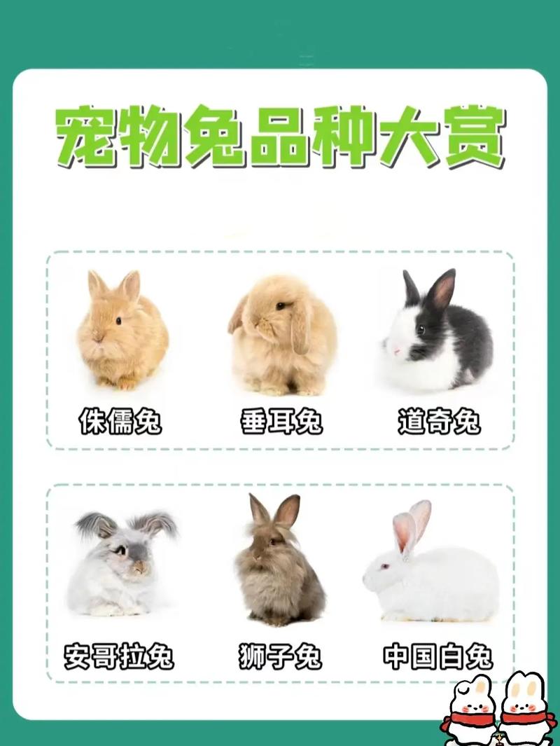 宠物兔子多少钱一只市场价