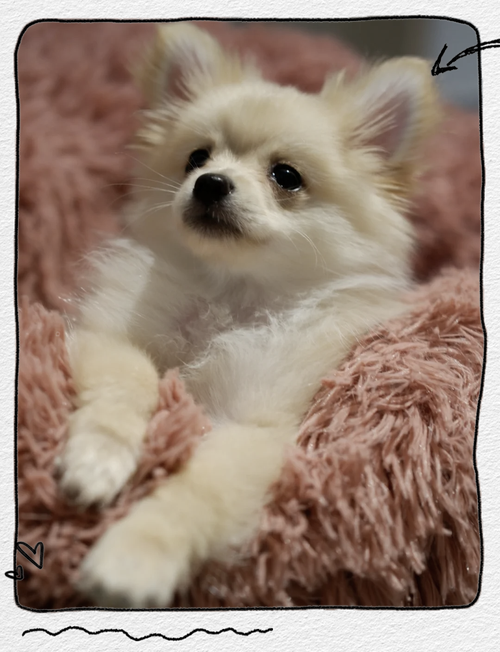 两个月的花博美犬多少钱一只?