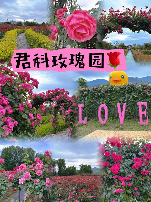 全民小镇多少级可以种玫瑰花
