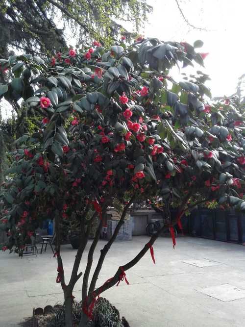 耐冬花蕾多了怎么办