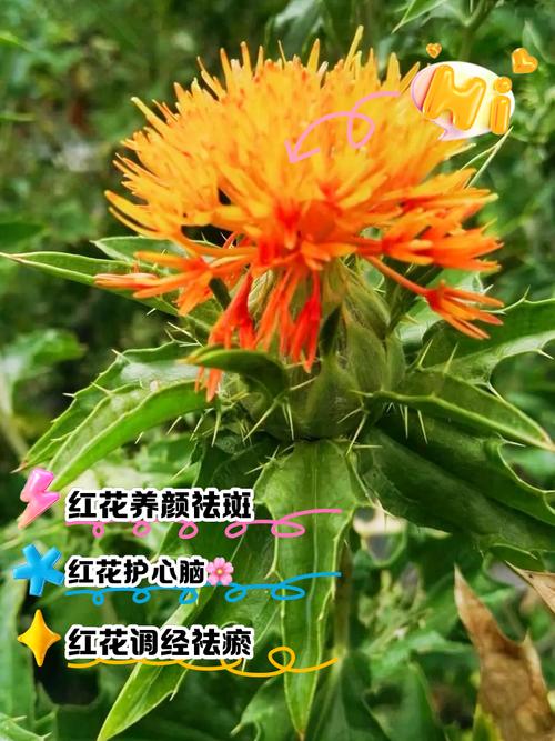 全民奇迹小红花大红花怎么获得