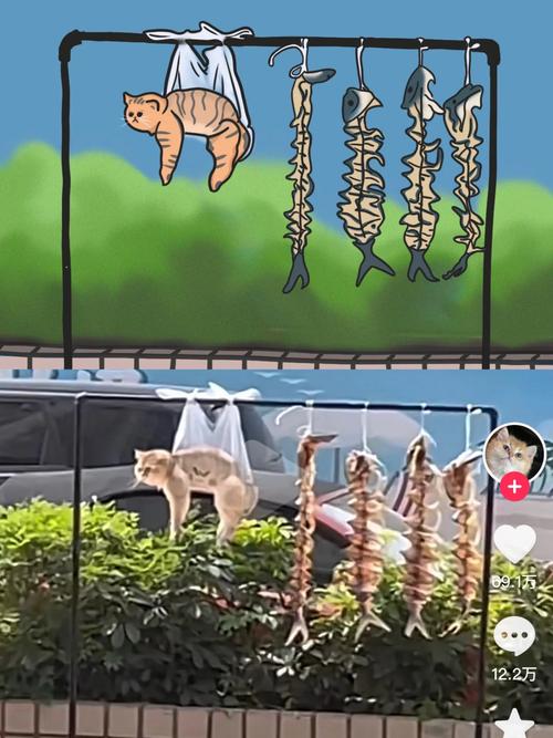 猫咪后院猫粮选择攻略，猫咪后院普通猫攻略