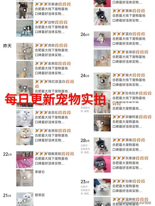 ...宠物黄金猎鹰是百分百获得的吗?一共送多少东西?