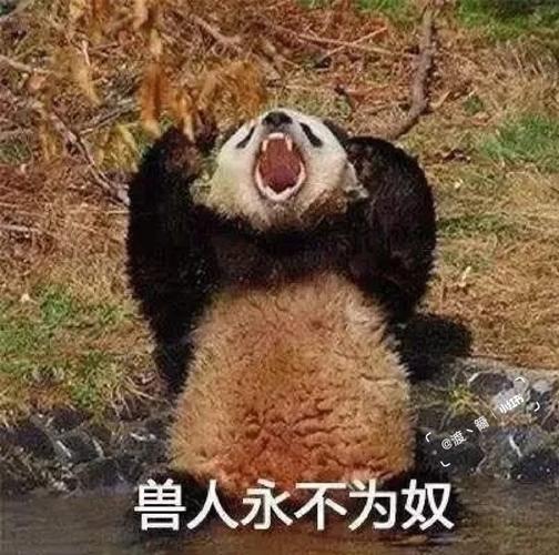 熊猫兽人永不为奴除非