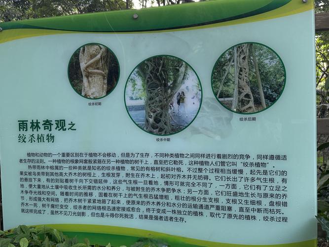 塔罗牌的冒险游戏1:树妖的森林内容简介