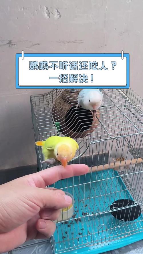 会说话的鹦鹉黑屏解决方法