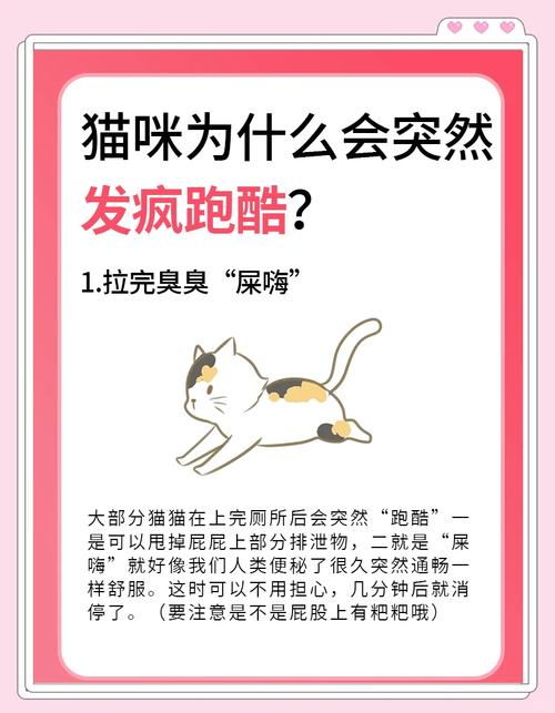 猫突然变得亢奋乱跑是怎么回事?
