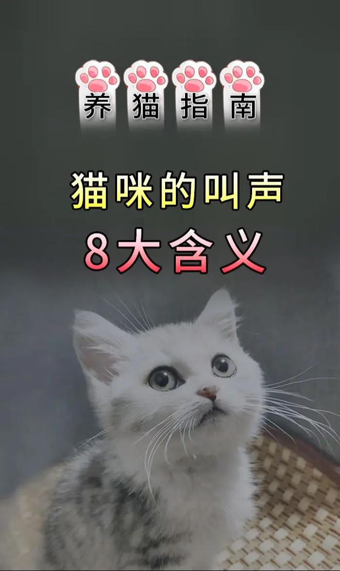 猫咪突然很大声的尖叫,然后躲起来了是为什么啊?