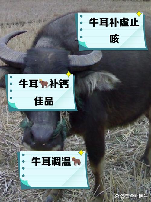 憨憨牛的简介