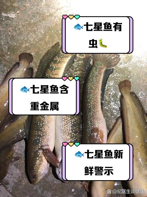 ff15食用七星鲈哪里买